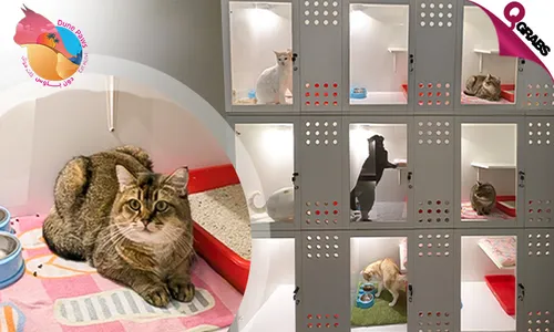 Cat Boarding Facility at Dune Paws Cat Hotel!
